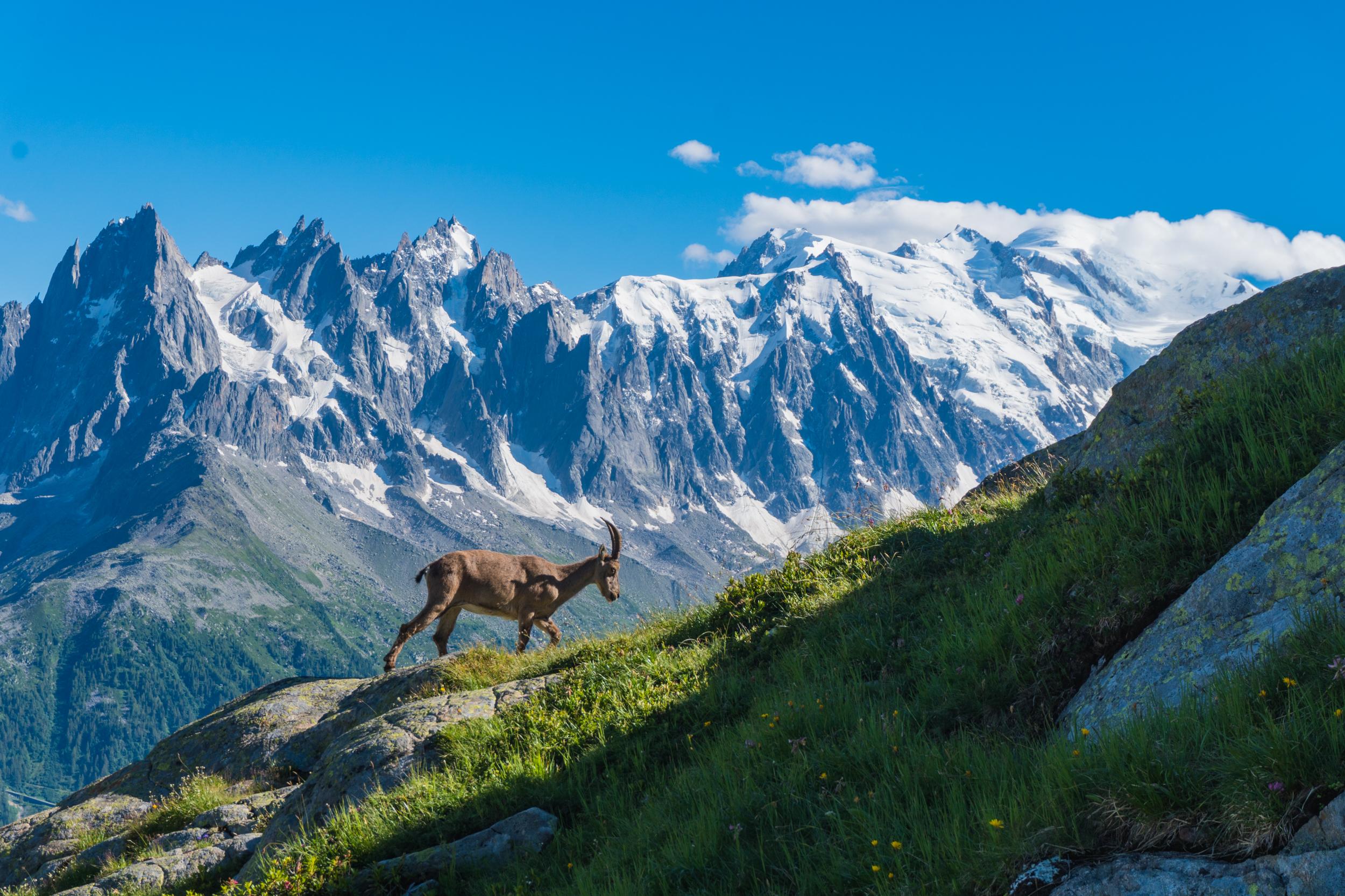 Tour du Mont-Blanc